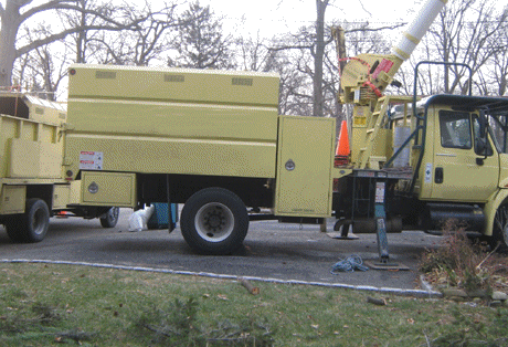 Tree removal services on long island new york